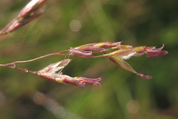 Deschampsia cespitosa