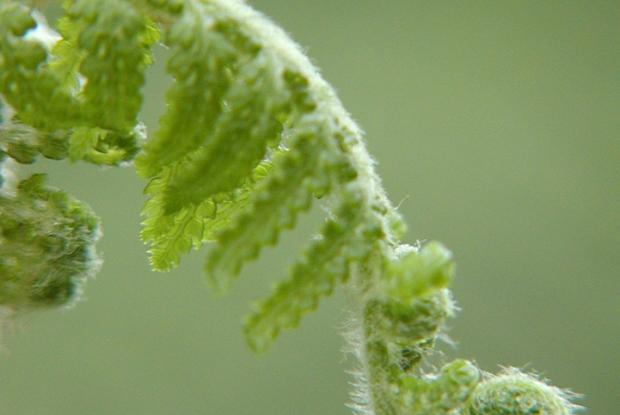 Dicksonia antarctica.