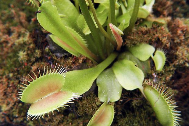 Dionaea muscipula
