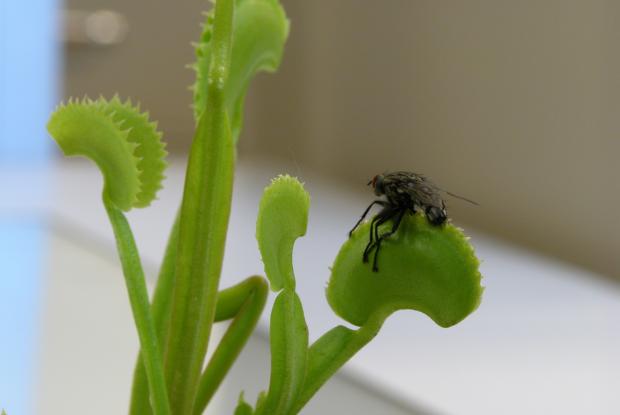 A Venus flytrap (<em>Dionaea muscipula</em>) catches a fly.