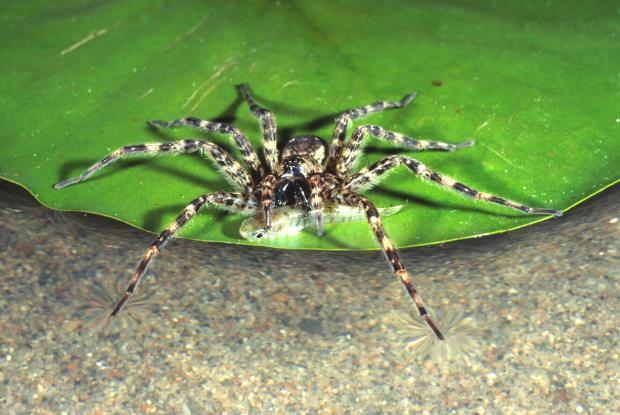 Dolomedes tenebrosus, Amérique du Nord, (montage de spécimens).