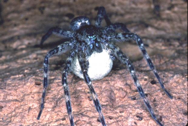 Dolomedes tenebrosus, Amérique du Nord.