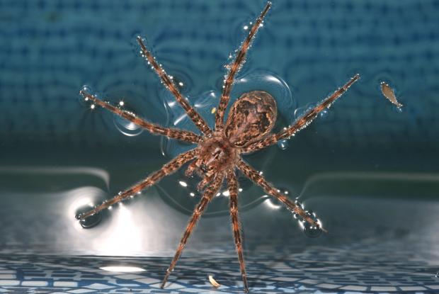 Dolomedes sp., Amérique du Nord.