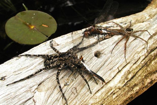 Dolomedes sp., Amérique du Nord.
