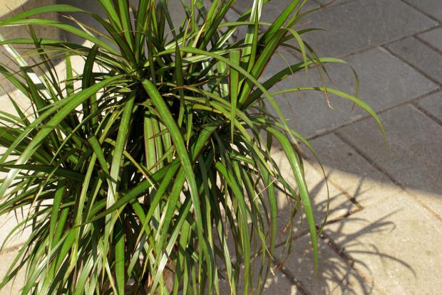 Dracaena marginata