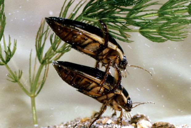 Dytiscidae, Québec, Canada.