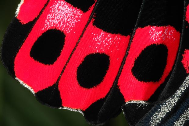 Écailles sur les ailes d'un papillon.