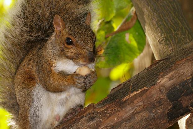Squirrel Squirrel