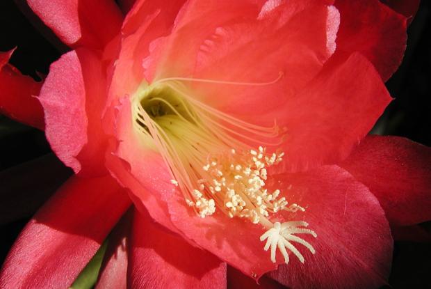 Epiphyllum 'Dorian'