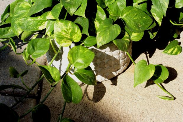 Epipremnum