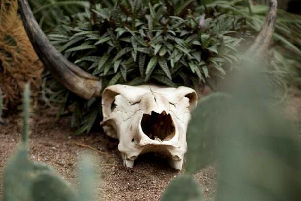 Bovine skull in the Arid Regions Greenhouse
