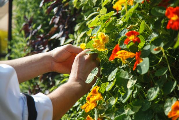 Des capucines (Tropaeolum majus)