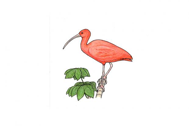 Eudocimus ruber
