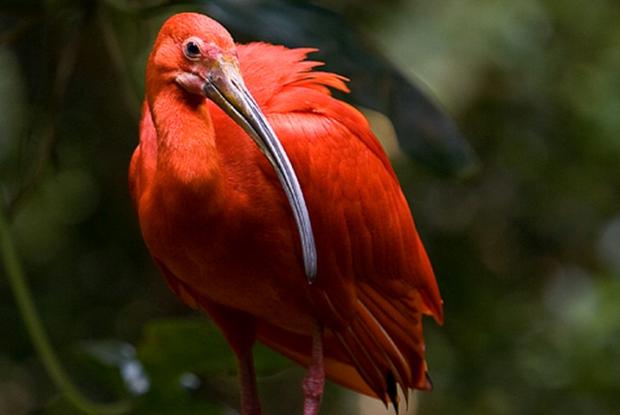 Eudocimus ruber