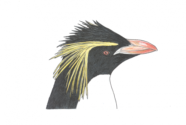 Eudyptes moseleyi