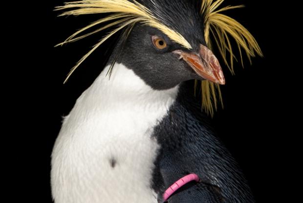 Rockhopper penguin (Eudyptes moseleyi).
