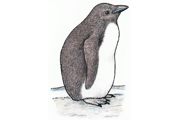 Eudyptes chrysolophus