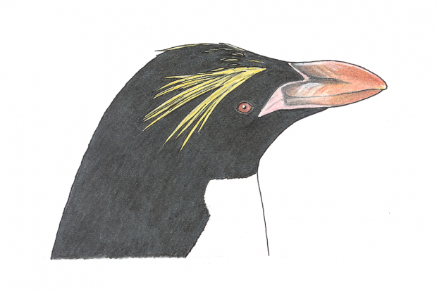 Eudyptes chrysolophus