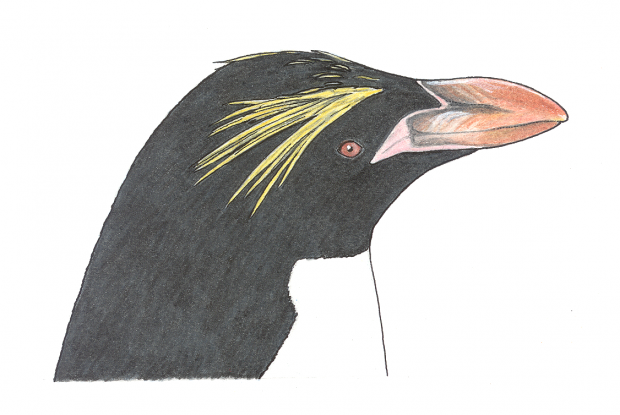Eudyptes chrysolophus
