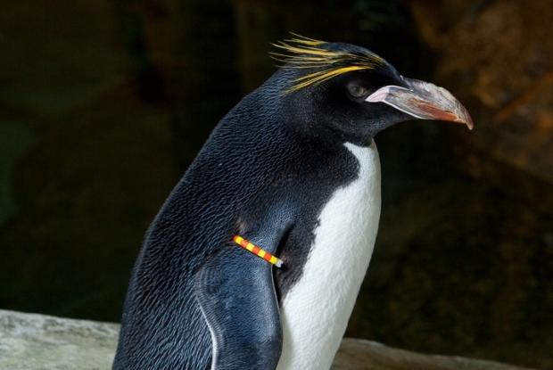 Eudyptes chrysolophus