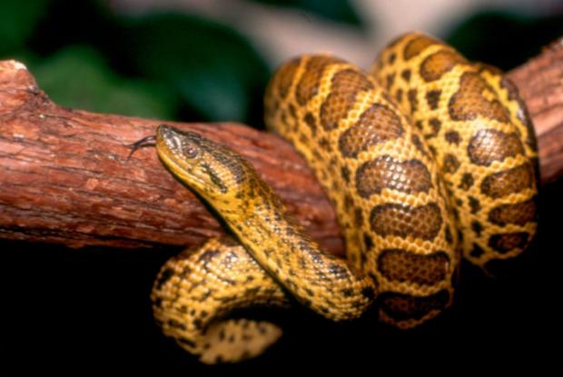 Eunectes notaeus