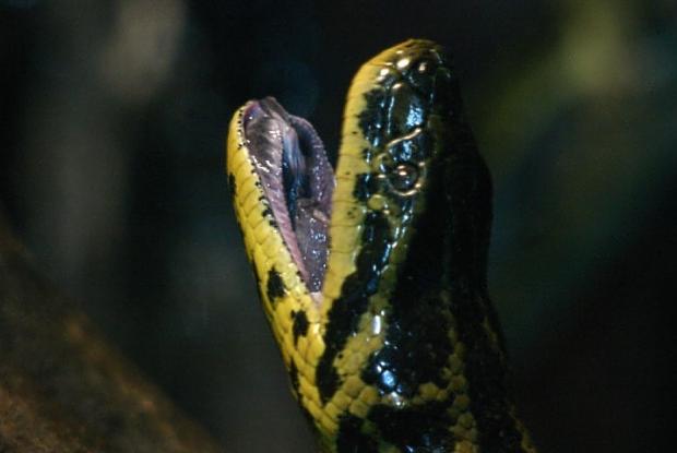 Eunectes notaeus