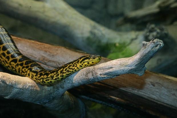 Eunectes notaeus
