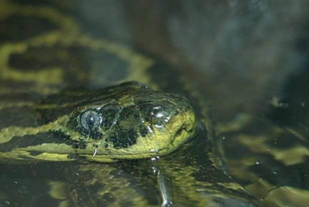 Eunectes notaeus