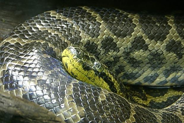 Eunectes notaeus