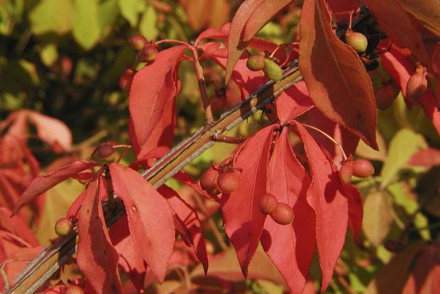 Eunonymus alatus 'Compactus'
