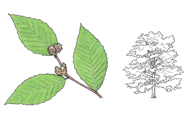 Fagus grandifolia
