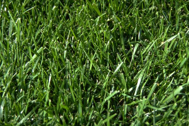 Festuca arundinacea