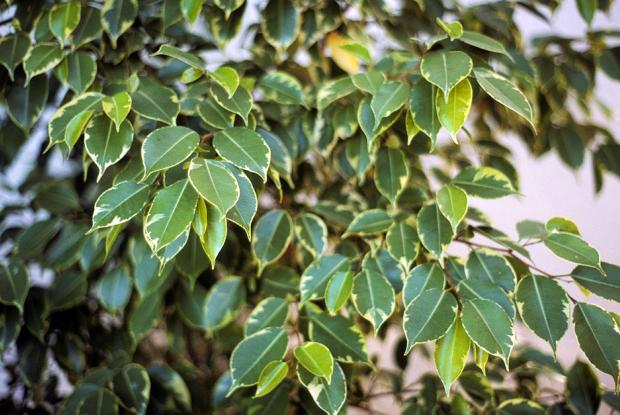 Ficus benjamina 'Variegata'
