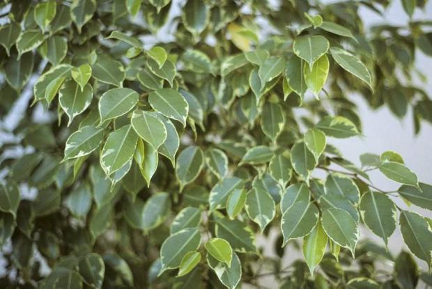 Ficus benjamina 'Variegata'