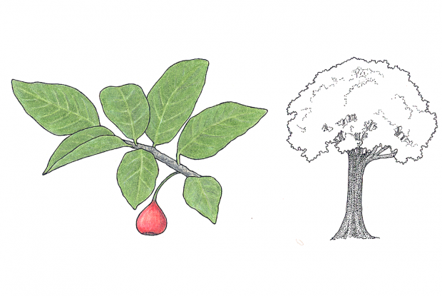 Ficus costaricana (Liebm.) Miq.