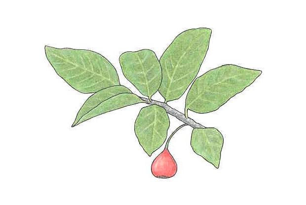 Ficus costaricana (Liebm.) Miq.
