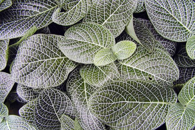 Fittonia albivenis