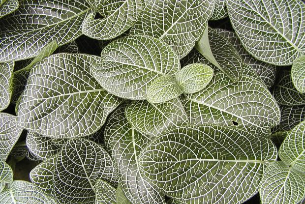 Fittonia verschaffeltii var. argyroneura