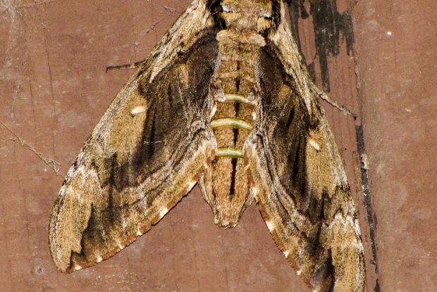 Elm sphinx 