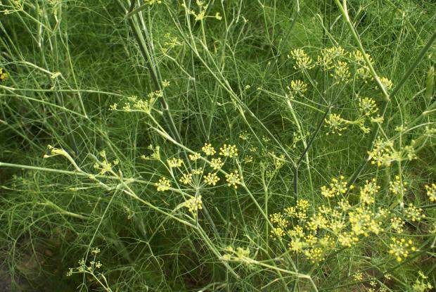 Foeniculum vulgare