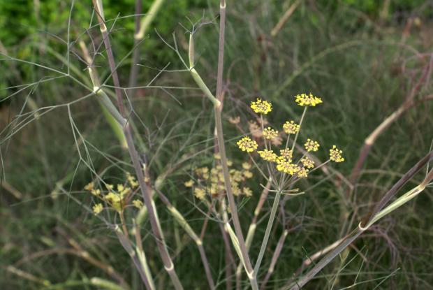 Foeniculum vulgare (gr. Dulce) 'Pupurascens'