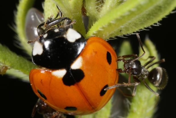 Attack of a ladybird beetle, Québec, Canada.