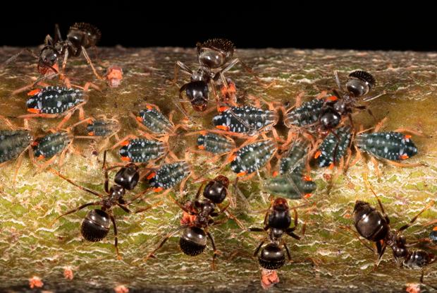 Ants, Québec, Canada.