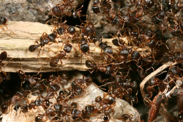 Ants, Québec, Canada.