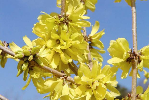 Forsythia mandshurica