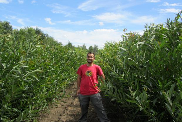 Willow plantation: Frédéric Pitre surrounded by a plantation of willow trees.