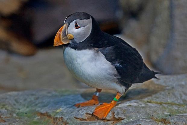 Fratercula arctica