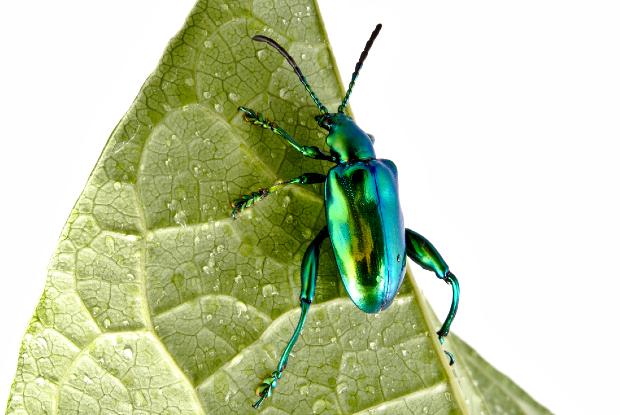 Frog-legged beetle