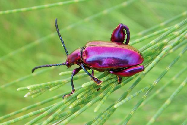 Frog-legged beetle