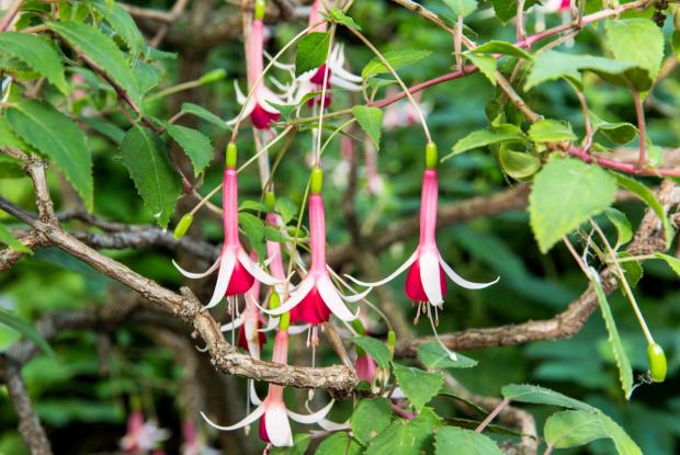 Fuchsia